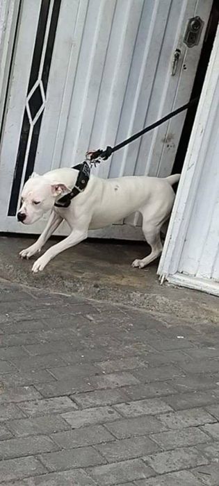 Dog argentino femela
