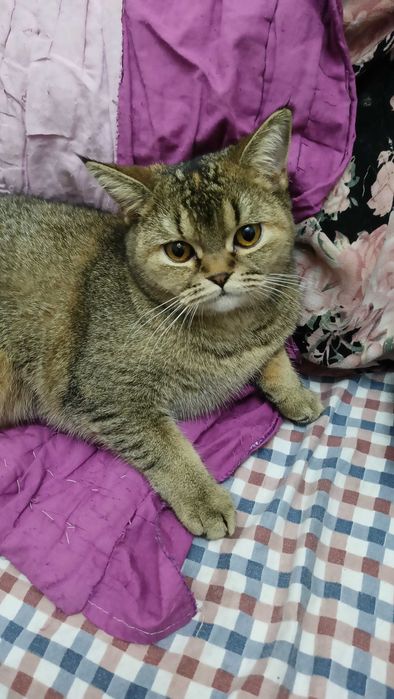 Кошечки Флойд и страйд