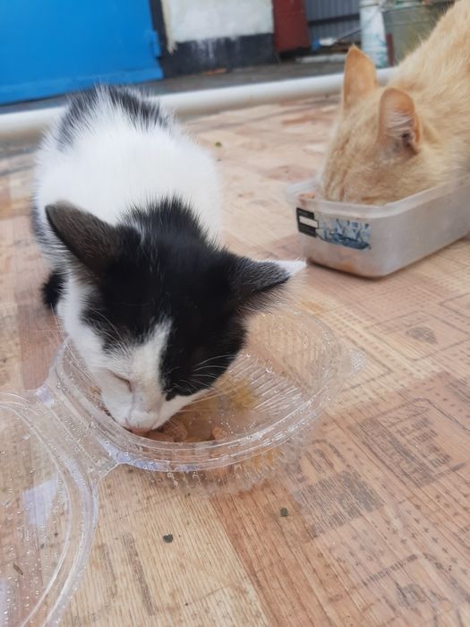 Отдам котенка бесплатно