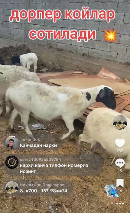 Дорпер овцы на продажу