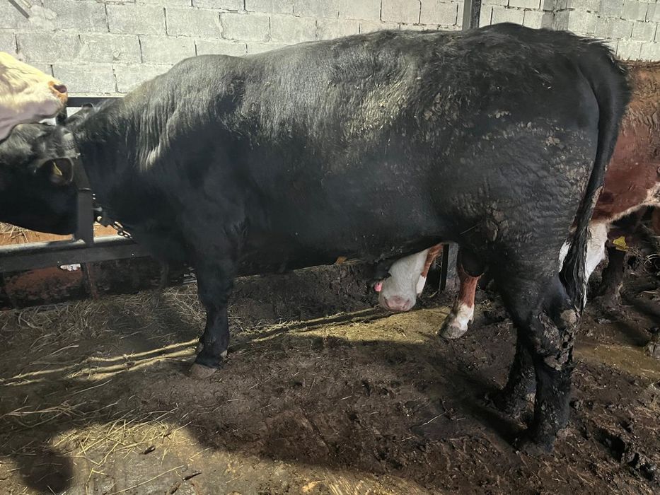 Продам бычков с откорма