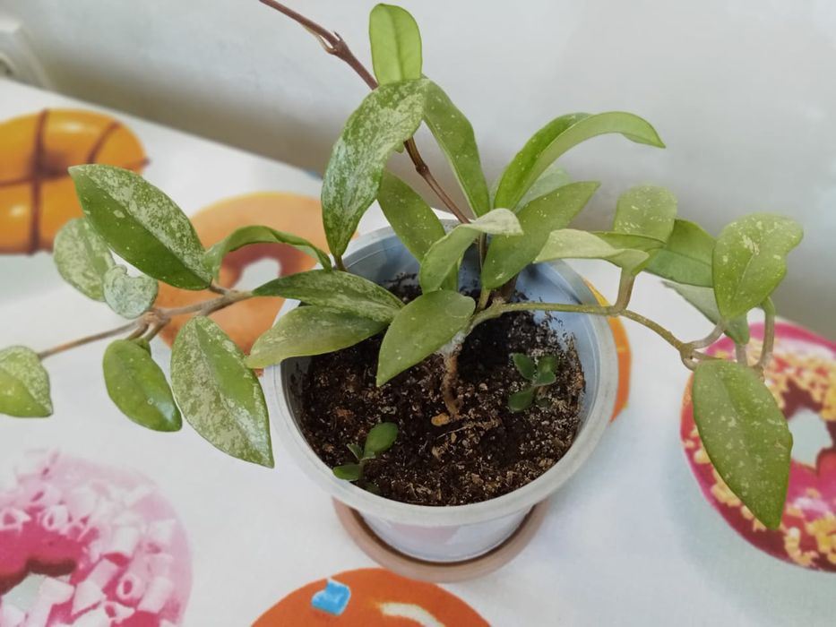 Продам цветы комнатные