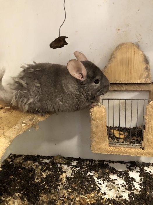 Чин Чили  редки видове от Перу