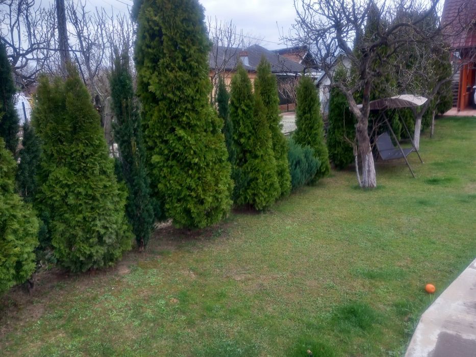 Vând pomi tuia diferite dimensiuni