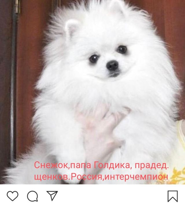 Мальчики померанского шпица