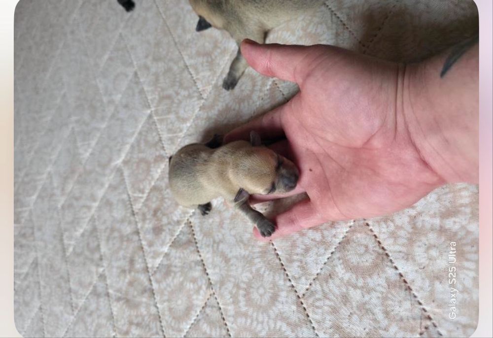 Кучета пинчери бебета