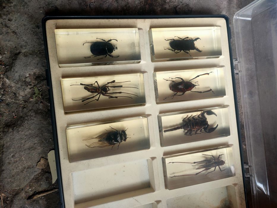 Насекомые в футляре