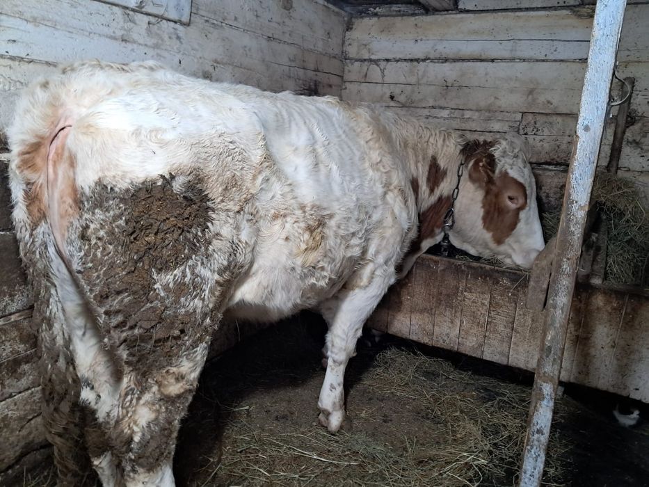 Продам стельную тёлку.