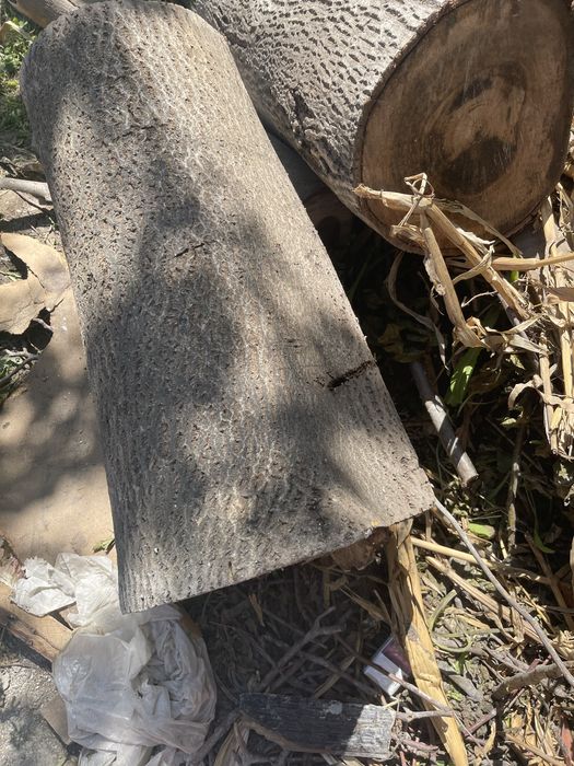 Ореховое дерево