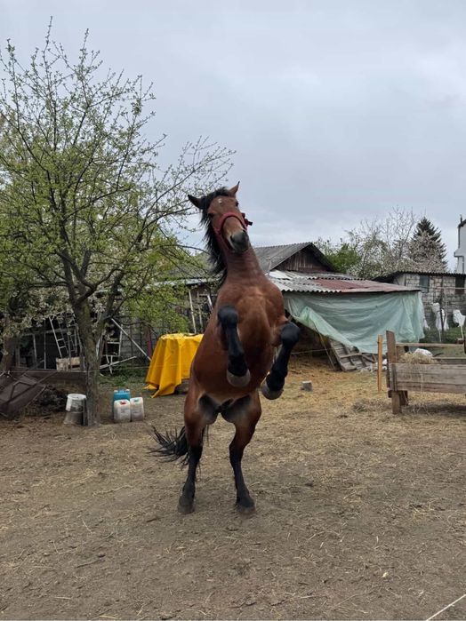 Armasar de 2 ani de vanzare