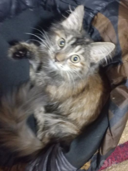 Котёнок девочка бесплатно
