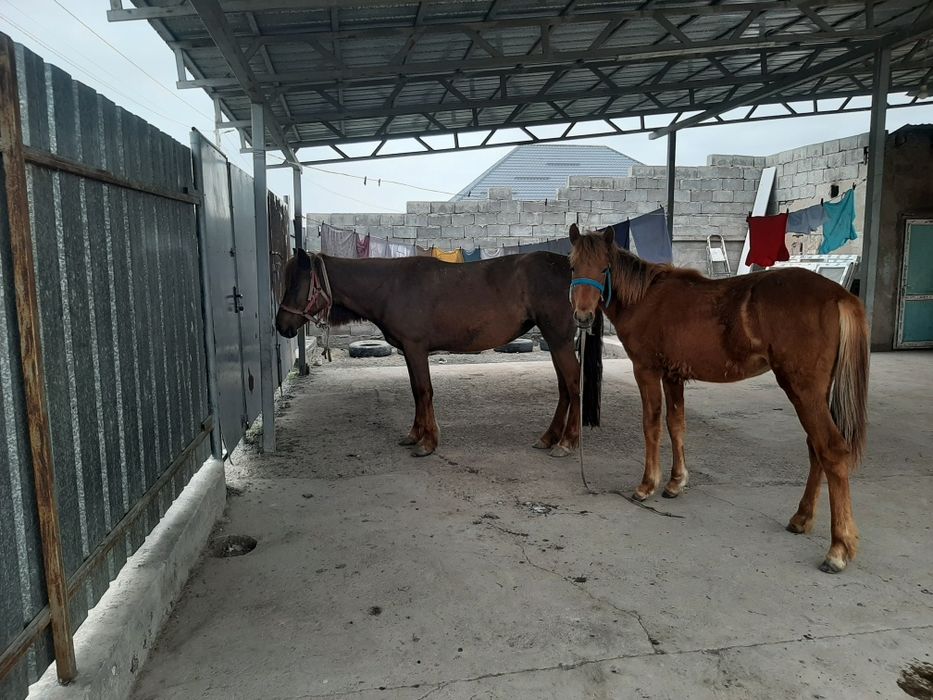 Кенже буаз Бие құлыны мен сатамын