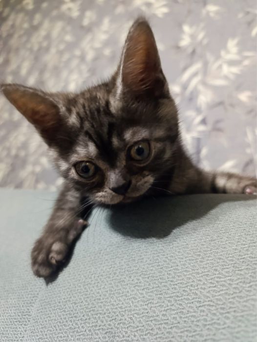 Продам котёнка.