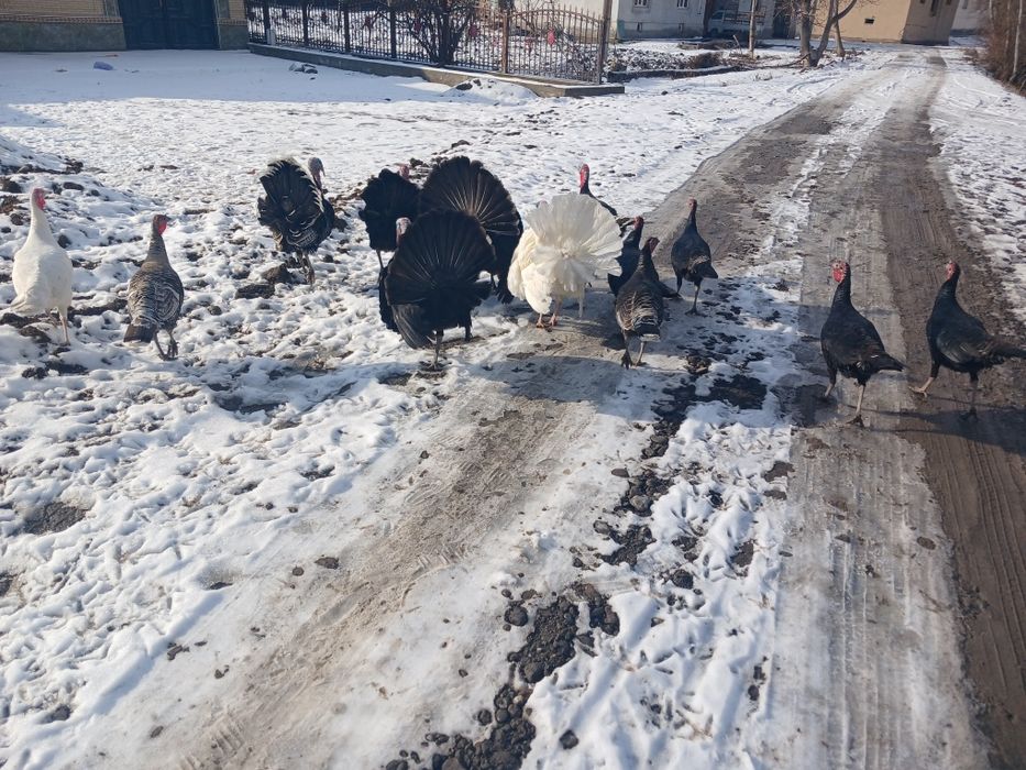 Kurkalar bor sotiladi