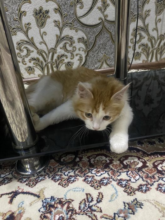 Aqlsiz mushuk sotiladi