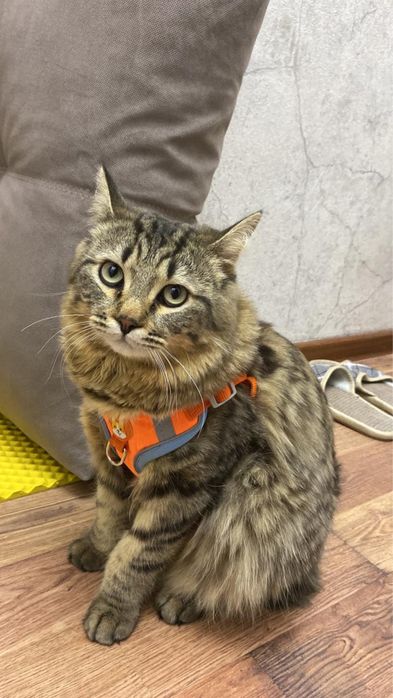 отдам кота в добрые руки