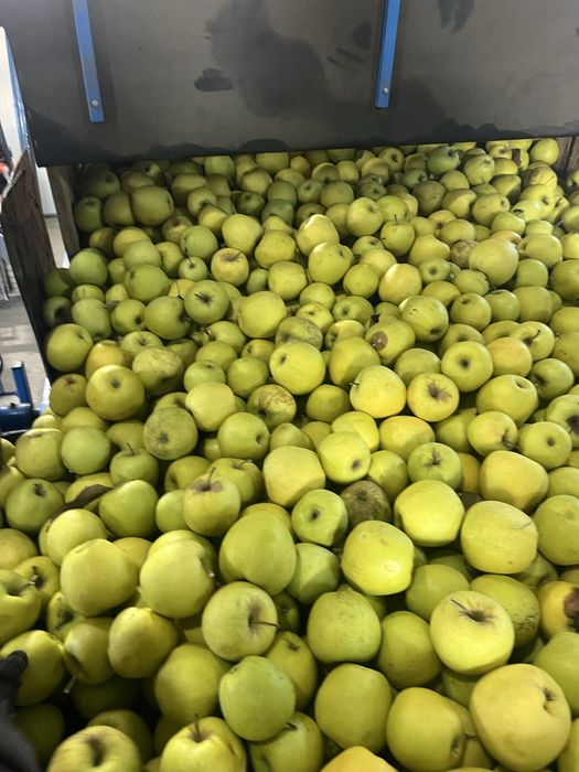 Mere de vânzare – Golden, Idared, Starkrimson – din depozit