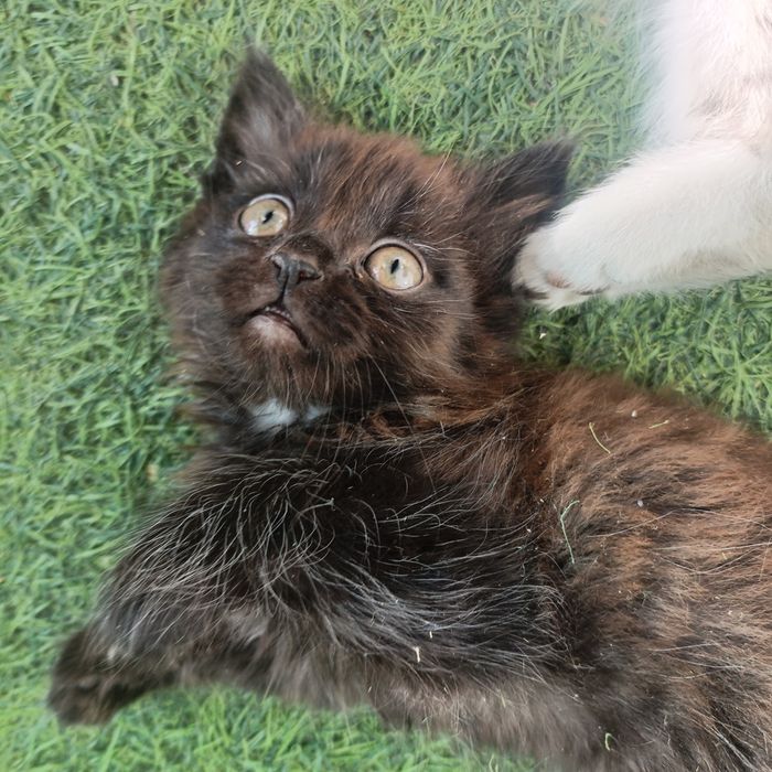 Отдам бесплатно котят девочки