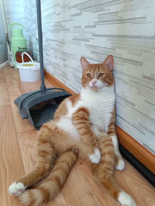 Отдаю рыжего кота