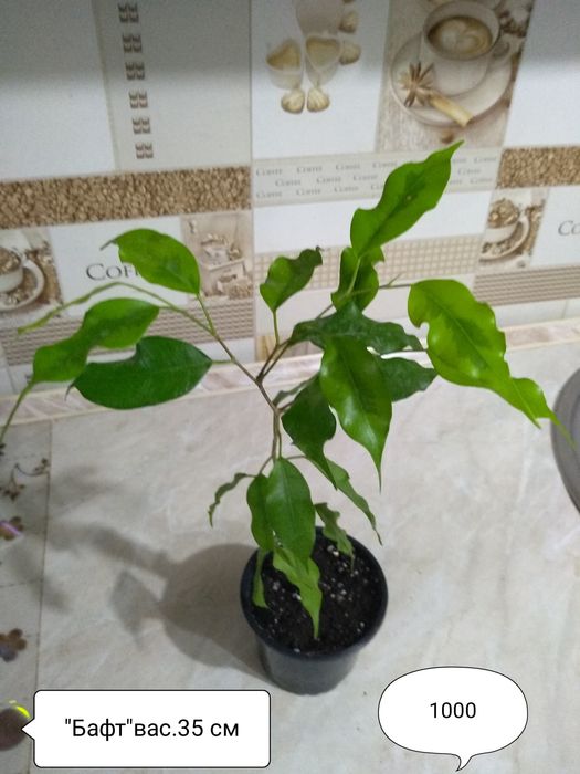 Продам Фикусы разные