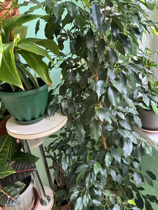 Продам домашние  цветы