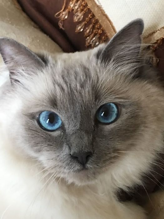 Отдам в хорошие руки