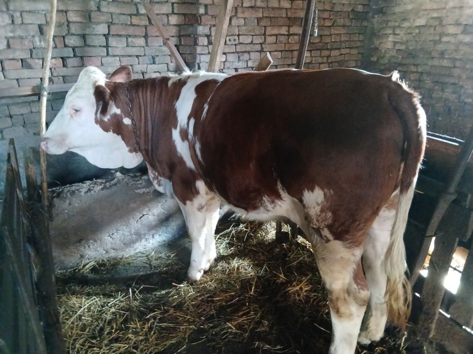Vînd junică, se află în jud, Timișoara