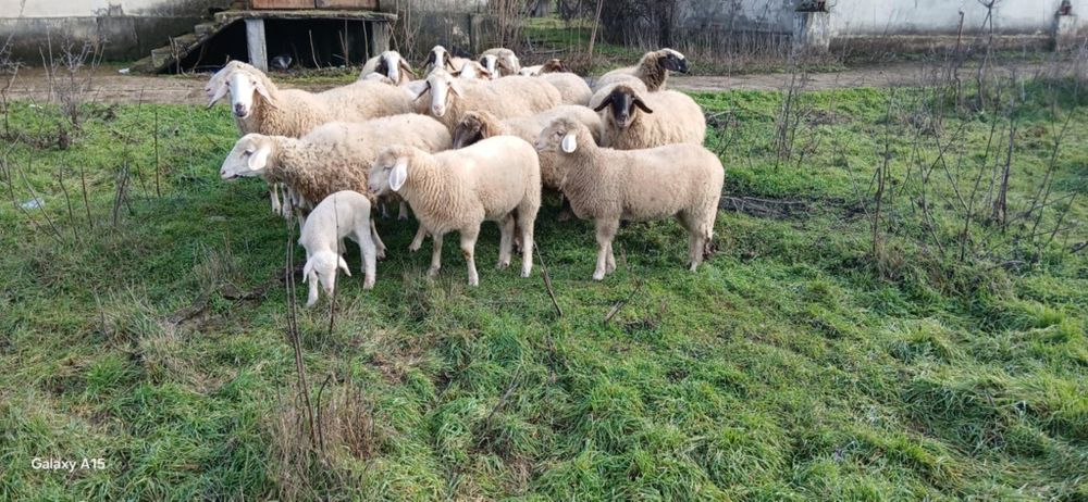 Свободни овце и кочове