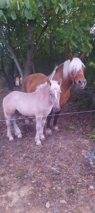 Vând iapă cu mânz și gestantă napoi