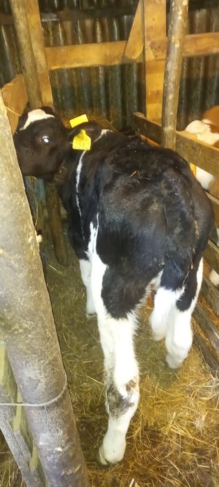 Tauras intarcat 6 sapt