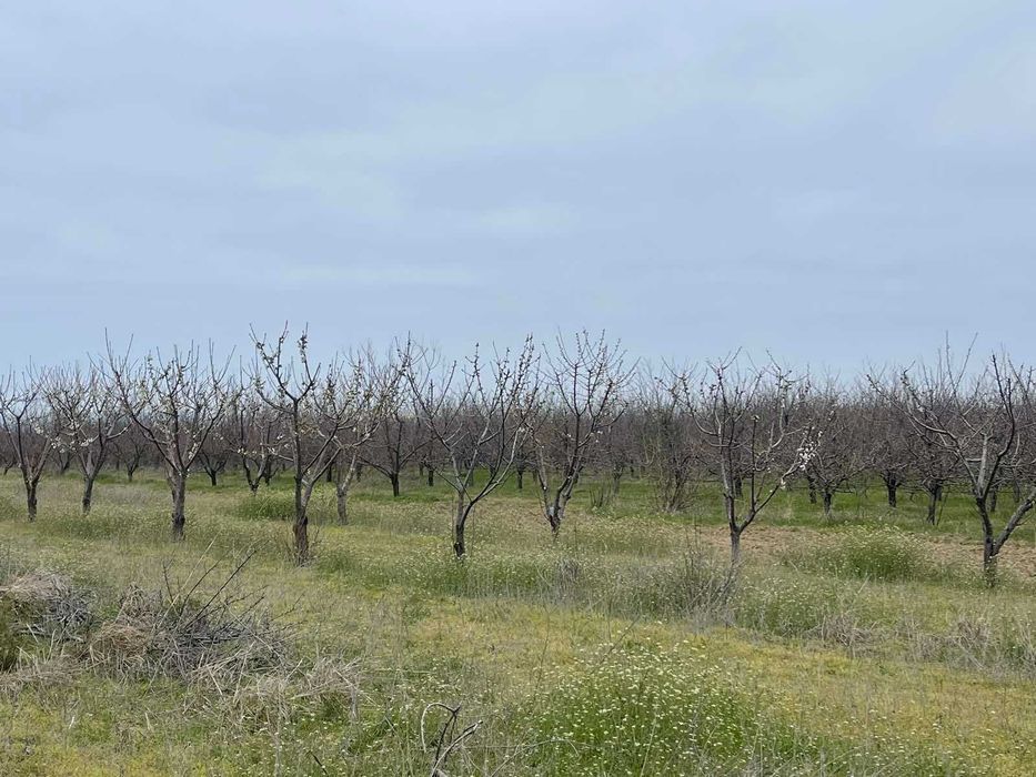 Продава се Парцел в с. Цалапица, Област Пловдив - 3238 кв.м за 2 €/кв.м - Снимка #1