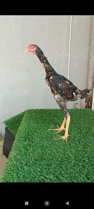 Dakan joja xoroz sotiladi