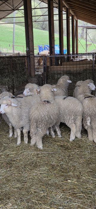 Vând  Berbecuți Băli !
