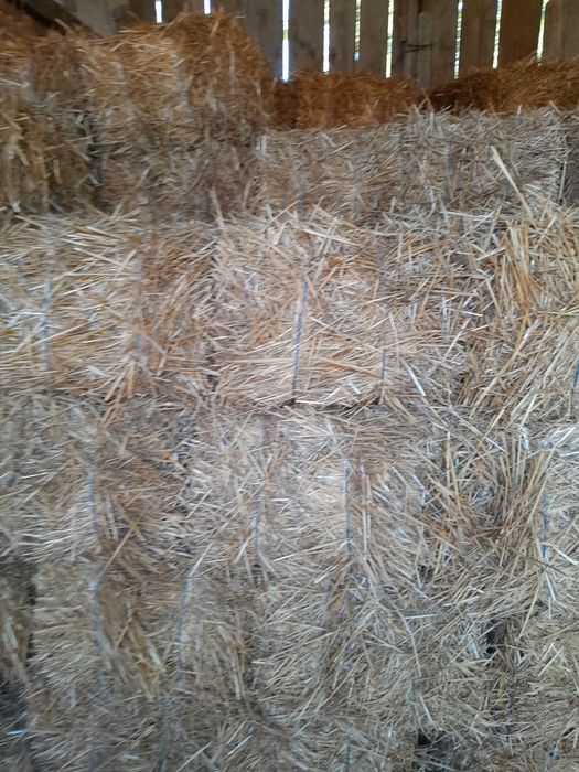 Vând  baloti de paie de grâu  și de ovăz