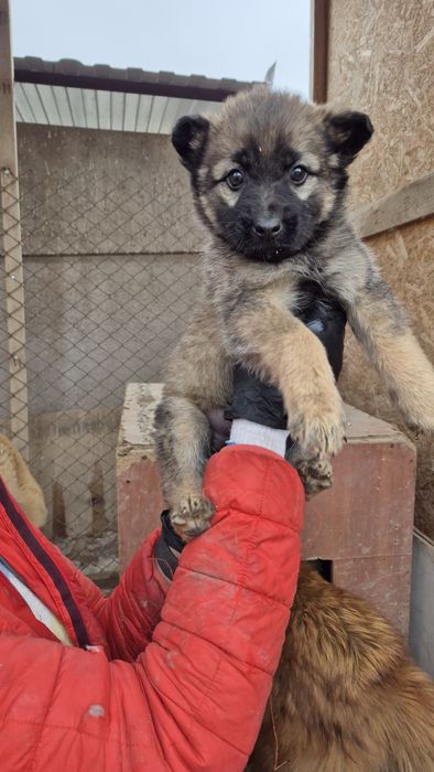 Щенок ищет доброго хозяина