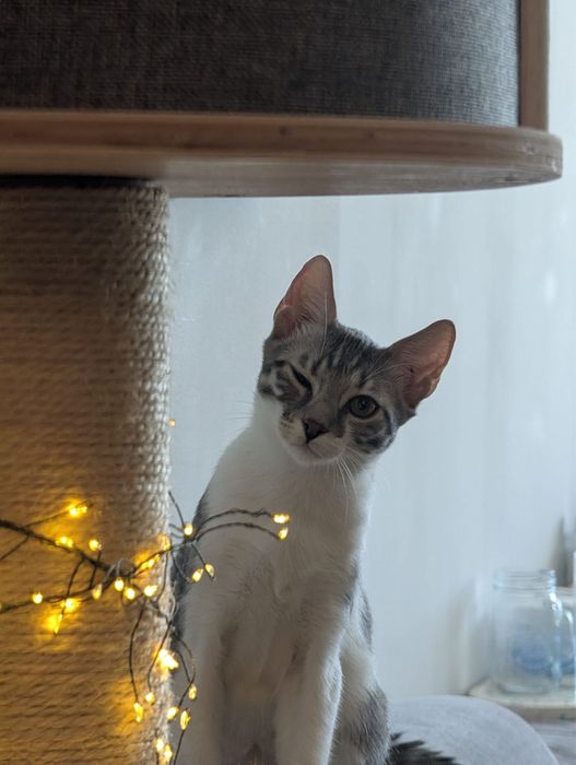 Adoptie - 3 frati wow, ne cautam omul (impreuna sau separat)