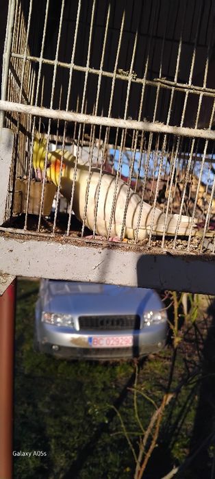 Papagal nimfa puteți al tine afara și casa este cantaret