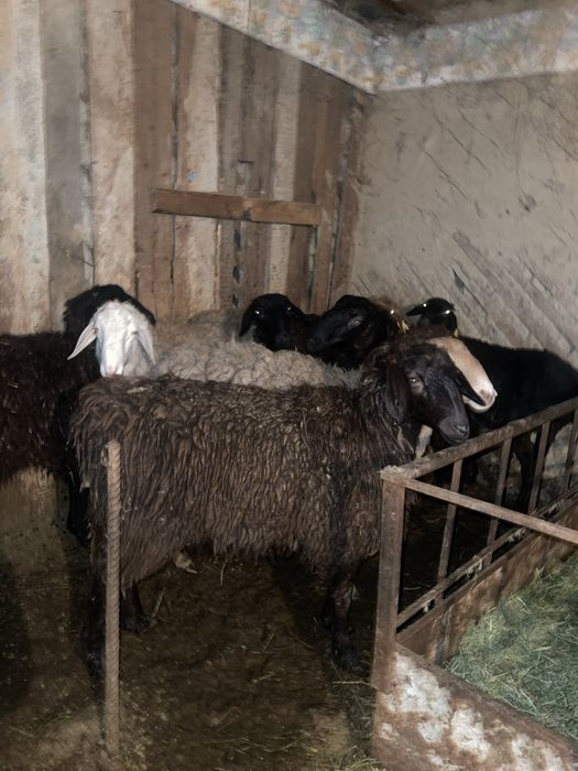 Семіз койлар токты.