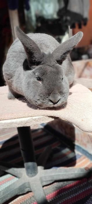 Un mascul albastru vienez și doi berbeci germani mascu și fata