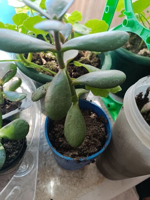 Денежное дерево отростки