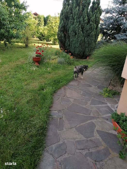 Zona Dumbravei, casa superba cu 10 ari teren
