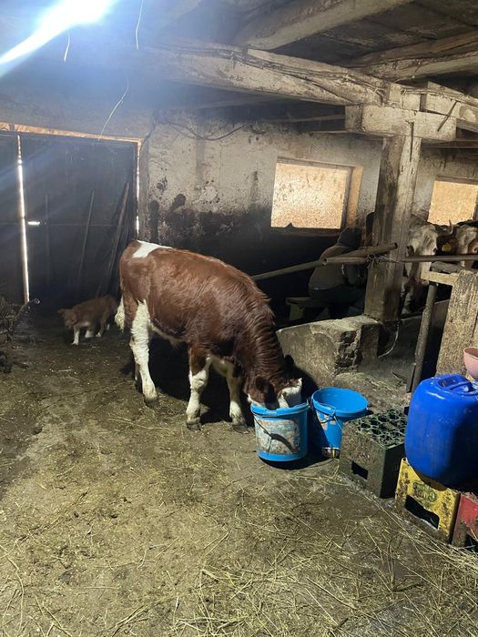 Vând patru tarurasi