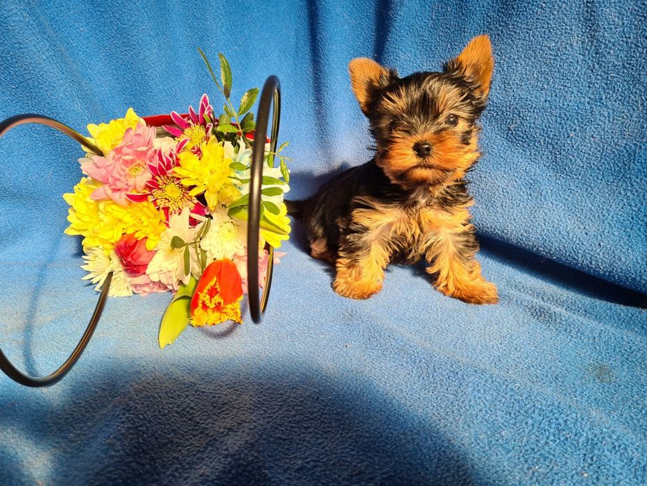 Продам щенков Йорка