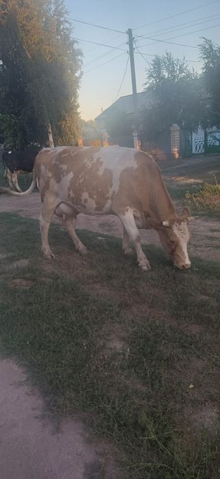 Продам коров молочной породы