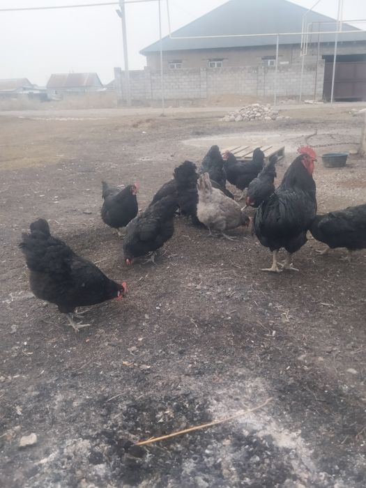 Тауықтар сатылады 6000 тг