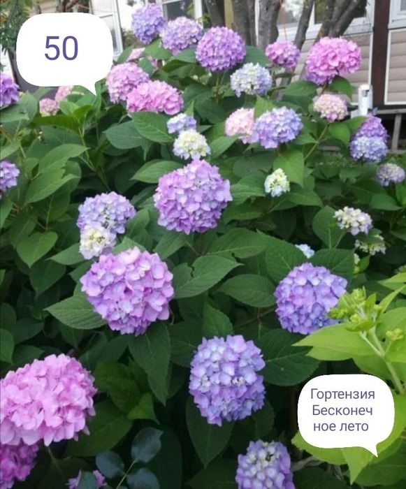 Продам гортензии