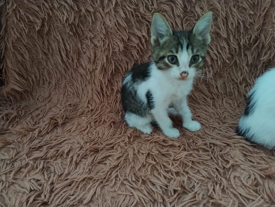 Отдам котят в добрые руки Бесплатно