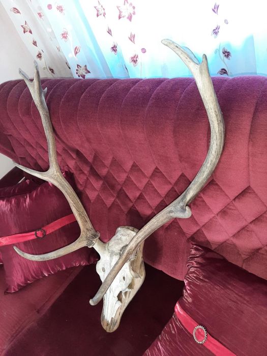 Красиви трофейи от елени