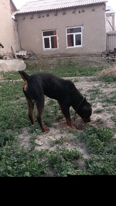 Ротвейлер пародали ит