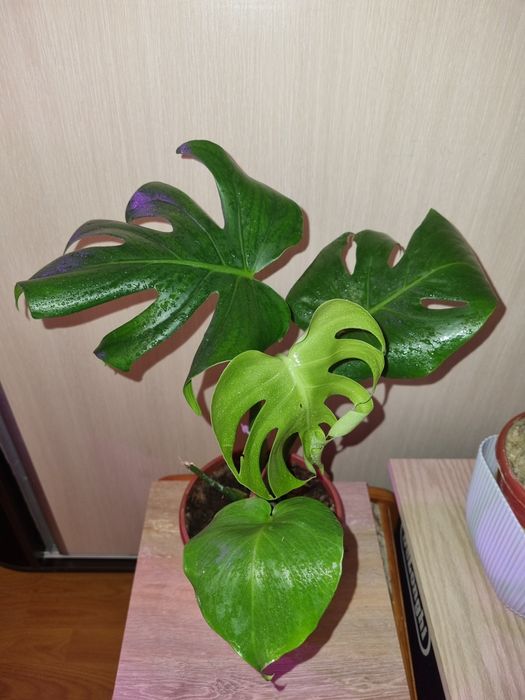 Монстера деликатесная